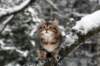 tirsa105weeks32_small.jpg
