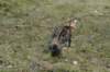 amurintaddeus4monthsoneweeks213201543_small.jpg