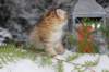 topazgirl75weeks81248_small.jpg