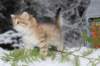 topazgirl75weeks81253_small.jpg