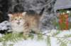 topazgirl75weeks81254_small.jpg
