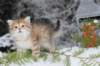 topazgirl75weeks81255_small.jpg