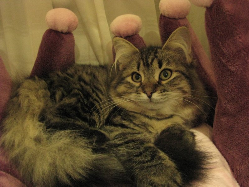 siberiankittenamurinpaula11.jpg