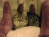 siberiankittenamurinpaula32_small.jpg