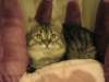siberiankittenamurinpaula33_small.jpg