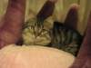 siberiankittenamurinpaula34_small.jpg