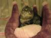 siberiankittenamurinpaula35_small.jpg