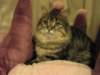 siberiankittenamurinpaula36_small.jpg
