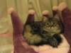 siberiankittenamurinpaula8_small.jpg