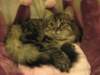siberiankittenamurinpaula9_small.jpg