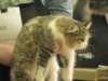 talvivaaransilvarasibkitten_small.jpg