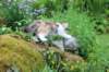 udiya11weeks226202343_small.jpg