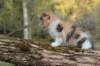 udiya5viikkoa13520237_small.jpg