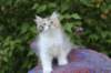 udiya95viikkoa126202316_small.jpg