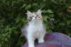 udiya95viikkoa126202318_small.jpg
