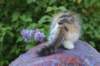 udiya95viikkoa126202319_small.jpg