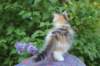 udiya95viikkoa126202322_small.jpg
