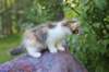 udiya95viikkoa126202326_small.jpg