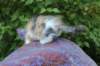 udiya95viikkoa12620233_small.jpg