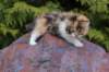 udiyaf032411_small.jpg