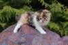 udiyaf032412_small.jpg