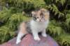 udiyaf032418_small.jpg