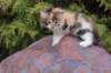 udiyaf03243_small.jpg