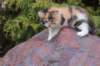udiyaf03245_small.jpg