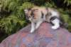 udiyaf03246_small.jpg