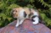 udiyaf03248_small.jpg