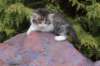unegagirln09241_small.jpg