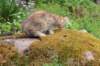 urielle11weeks226202314_small.jpg