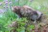 urielle11weeks226202316_small.jpg