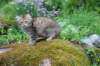 urielle11weeks22620231_small.jpg