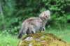 urielle11weeks226202325_small.jpg