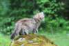 urielle11weeks226202326_small.jpg
