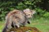 urielle11weeks226202327_small.jpg