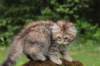 urielle11weeks226202328_small.jpg