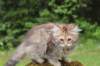 urielle11weeks226202329_small.jpg