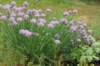 urielle11weeks22620232_small.jpg