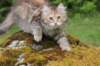 urielle11weeks226202331_small.jpg