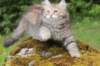 urielle11weeks226202332_small.jpg
