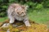 urielle11weeks226202334_small.jpg