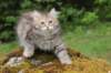 urielle11weeks226202335_small.jpg