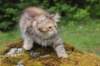 urielle11weeks226202337_small.jpg