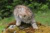 urielle11weeks226202338_small.jpg
