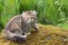 urielle11weeks226202340_small.jpg