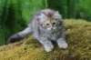 urielle11weeks226202345_small.jpg