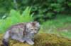 urielle11weeks226202347_small.jpg