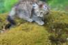urielle11weeks226202348_small.jpg
